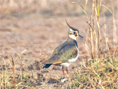 How will you respond if this bird asks loudly 'deed you do it' | How will you respond if this bird asks loudly 'deed you do it' How will you respond if this bird asks loudly 'deed you do it' | How will you respond if this bird asks loudly 'deed you do it'