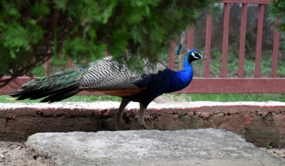 2 peacocks found dead in UP, probe indicates pesticide poisoning | 2 peacocks found dead in UP, probe indicates pesticide poisoning