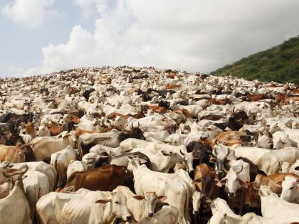 KMC to not allow single cowshed within Kolkata premises | KMC to not allow single cowshed within Kolkata premises