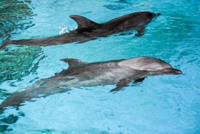 Dolphin Reserve being planned in UP | Dolphin Reserve being planned in UP