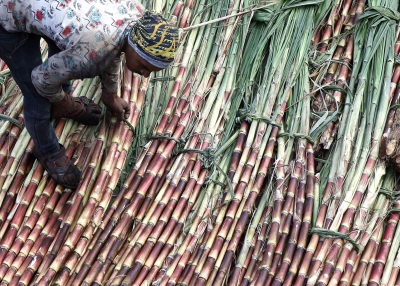 Cane growers get decomposer substance to check stubble burning in UP | Cane growers get decomposer substance to check stubble burning in UP