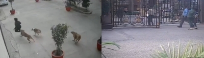 Stray dogs attack 11-year-old in Ghaziabad, incident recorded in CCTV | Stray dogs attack 11-year-old in Ghaziabad, incident recorded in CCTV