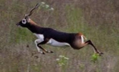 SHO in Bihar's Rohtas sacked for links with black buck poachers | SHO in Bihar's Rohtas sacked for links with black buck poachers SHO in Bihar's Rohtas sacked for links with black buck poachers | SHO in Bihar's Rohtas sacked for links with black buck poachers