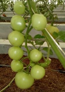 For Himachal farmers tomatoes are 'apple of their eyes' | For Himachal farmers tomatoes are 'apple of their eyes'