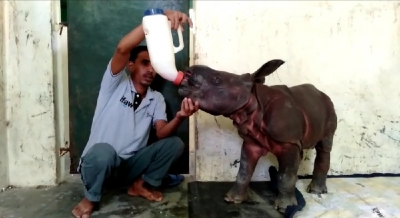 Endangered 10-day old rhino calf rescued in flood-hit Assam's Kaziranga Park | Endangered 10-day old rhino calf rescued in flood-hit Assam's Kaziranga Park