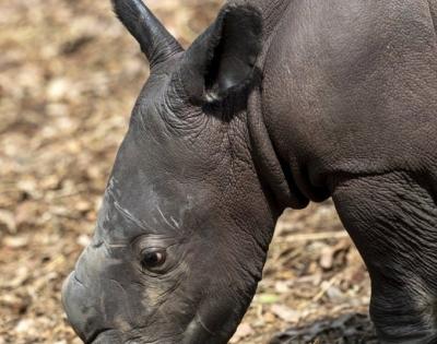 5-day-old white rhino calf dies from internal injuries in Aus zoo | 5-day-old white rhino calf dies from internal injuries in Aus zoo