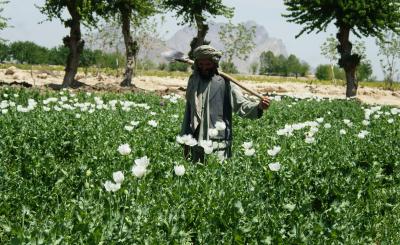 Contrary to Taliban claims, Afghanistan remains world's biggest opiate supplier | Contrary to Taliban claims, Afghanistan remains world's biggest opiate supplier Contrary to Taliban claims, Afghanistan remains world's biggest opiate supplier | Contrary to Taliban claims, Afghanistan remains world's biggest opiate supplier