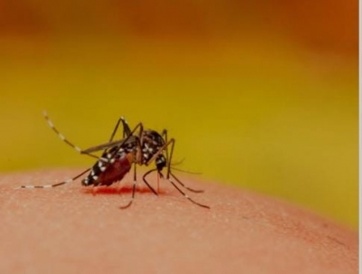 Dengue fever outbreak in Argentina kills over 40 | Dengue fever outbreak in Argentina kills over 40
