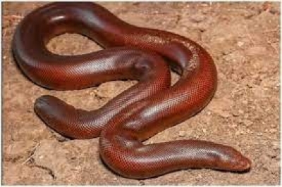 Four held with red boa snake in Dudhwa forest area | Four held with red boa snake in Dudhwa forest area