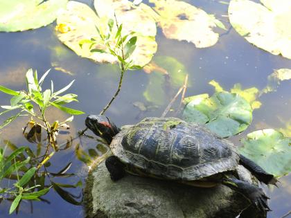 PTR launches plan for turtle conservation, identification | PTR launches plan for turtle conservation, identification PTR launches plan for turtle conservation, identification | PTR launches plan for turtle conservation, identification