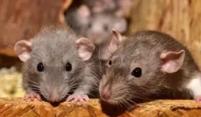 UP Police claim: Rats ate up 581 kg marijuana | UP Police claim: Rats ate up 581 kg marijuana