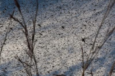 Insect decline agenda at UN summit for first time | Insect decline agenda at UN summit for first time Insect decline agenda at UN summit for first time | Insect decline agenda at UN summit for first time