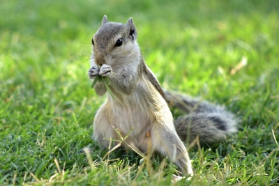 Squirrel tests positive for bubonic plague in US | Squirrel tests positive for bubonic plague in US