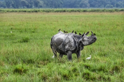 Rhino count goes up in Dudhwa Reserve | Rhino count goes up in Dudhwa Reserve