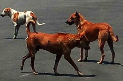 Woman attacked by stray dogs in Lucknow | Woman attacked by stray dogs in Lucknow
