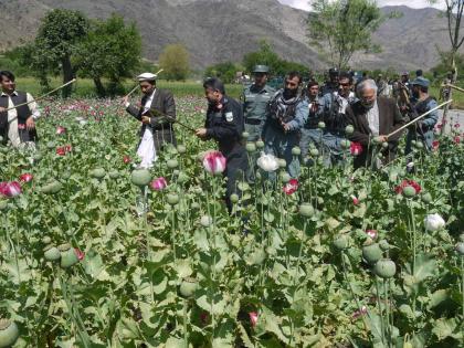 Afghanistan's opium poppy cultivation down 95% following drug ban | Afghanistan's opium poppy cultivation down 95% following drug ban