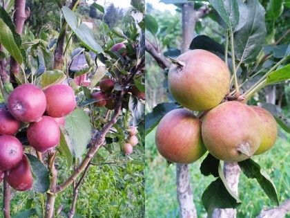 Freak weather, hailstorms may impact flavour, quantities of Himachal apples | Freak weather, hailstorms may impact flavour, quantities of Himachal apples
