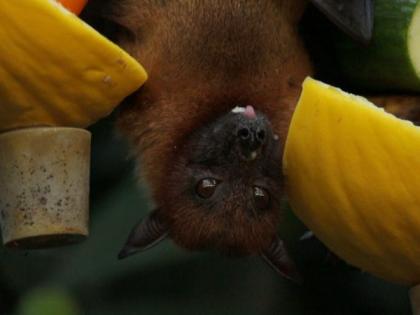 Research suggests bats host most virulent zoonotic viruses, though not most dangerous ones | Research suggests bats host most virulent zoonotic viruses, though not most dangerous ones