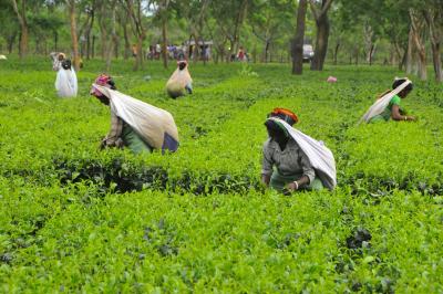 NE India tea gardens facing huge losses following lockdown | NE India tea gardens facing huge losses following lockdown