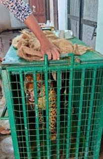 Leopard trapped on Hyderabad outskirts | Leopard trapped on Hyderabad outskirts