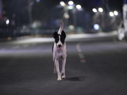 Gorakhpur man poisons dog, seven pups and then burns their bodies | Gorakhpur man poisons dog, seven pups and then burns their bodies Gorakhpur man poisons dog, seven pups and then burns their bodies | Gorakhpur man poisons dog, seven pups and then burns their bodies