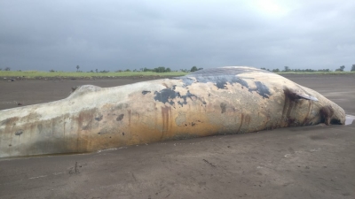 Huge increase in whale strandings along India's southwest coast: CMFRI | Huge increase in whale strandings along India's southwest coast: CMFRI