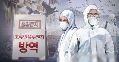 S.Korea culls chickens over bird flu outbreaks | S.Korea culls chickens over bird flu outbreaks