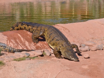 Elderly man hospitalised in Aus after crocodile attack | Elderly man hospitalised in Aus after crocodile attack