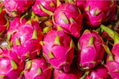 India exports first consignment of dragon fruit to Dubai | India exports first consignment of dragon fruit to Dubai