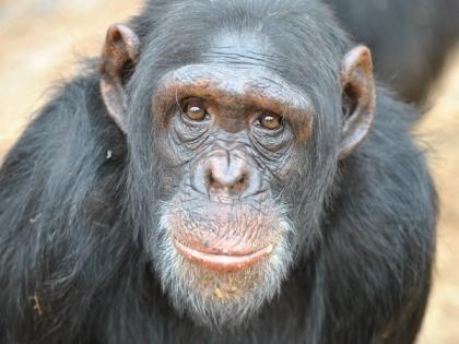Chimps held captive for experiments given new lease of life | Chimps held captive for experiments given new lease of life Chimps held captive for experiments given new lease of life | Chimps held captive for experiments given new lease of life