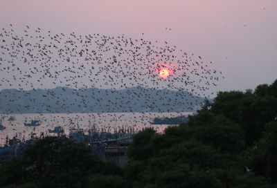 India witnesses surge in bird population amid lockdown | India witnesses surge in bird population amid lockdown