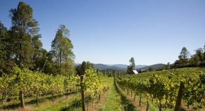 Love wine? Follow the fine wine trails of Virginia | Love wine? Follow the fine wine trails of Virginia