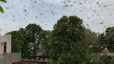 Locust Spotting: Delhi airport on high alert | Locust Spotting: Delhi airport on high alert
