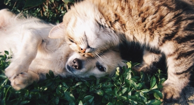 Prepare your pet for the post lockdown world | Prepare your pet for the post lockdown world