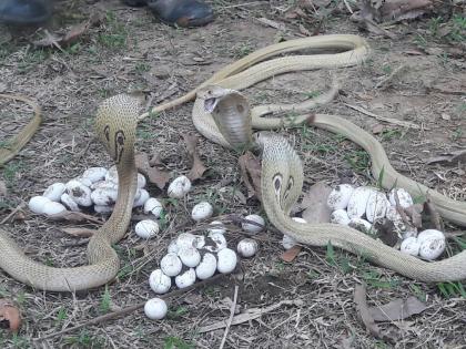 Bihar: 60 snakes found inside a house | Bihar: 60 snakes found inside a house