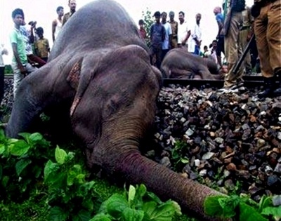 With just 2% of India's elephants, WB reports most human-elephant deaths | With just 2% of India's elephants, WB reports most human-elephant deaths