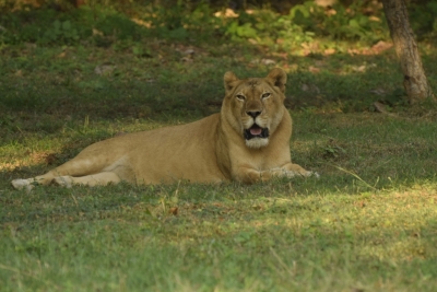 Ailing lioness dies in Gorakhpur Zoo | Ailing lioness dies in Gorakhpur Zoo