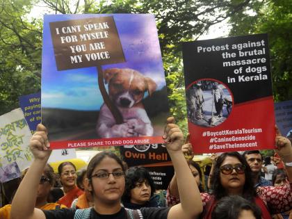 Several HC judgements underline complexity of stray dogs issue | Several HC judgements underline complexity of stray dogs issue Several HC judgements underline complexity of stray dogs issue | Several HC judgements underline complexity of stray dogs issue
