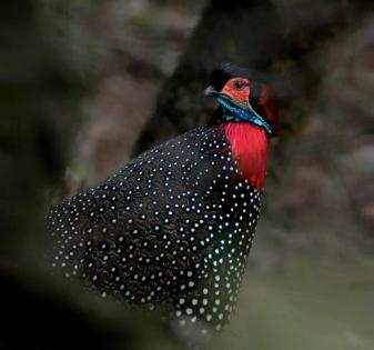 'Photography passion helps understanding western tragopan habitat in Himalayas' | 'Photography passion helps understanding western tragopan habitat in Himalayas'