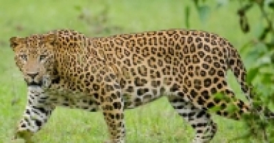 Boy mauled to death by leopard in UP forest | Boy mauled to death by leopard in UP forest