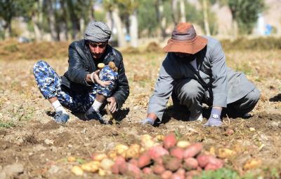 Farmers in Afghanistan's Kunduz voice concern over drought, seek help | Farmers in Afghanistan's Kunduz voice concern over drought, seek help