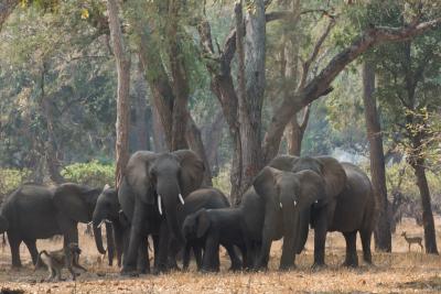 Free roaming elephants in Namibia worsen human-wildlife conflict | Free roaming elephants in Namibia worsen human-wildlife conflict
