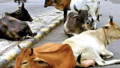 Govt bans entry of bovines in J&K | Govt bans entry of bovines in J&K