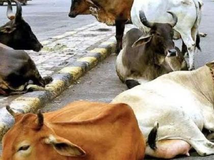 Spike in stray cattle incidents: Cows attack woman on Ahmedabad street | Spike in stray cattle incidents: Cows attack woman on Ahmedabad street