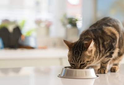 Cats prefer to get free meals rather than work for them | Cats prefer to get free meals rather than work for them