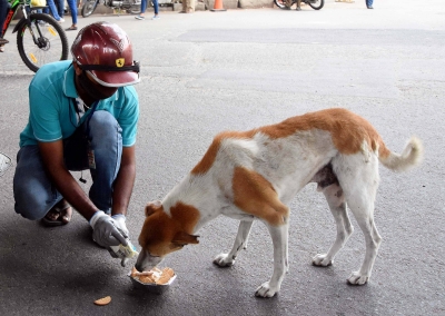 SC stays Bombay HC observation that those who feed stray dogs must adopt them | SC stays Bombay HC observation that those who feed stray dogs must adopt them