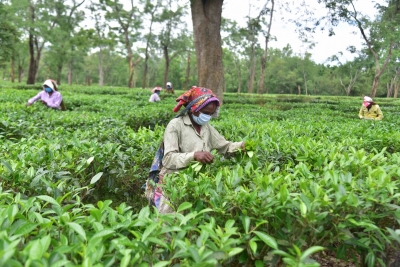Assam tea gets record prices at 1st mjunction special auction | Assam tea gets record prices at 1st mjunction special auction
