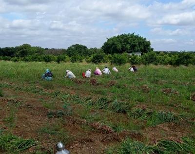 Same hours, less pay: The cost of being a woman farmhand in rural Maharashtra | Same hours, less pay: The cost of being a woman farmhand in rural Maharashtra