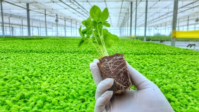 Agri-tech WayCool plans $20 mn capex, strategic investments | Agri-tech WayCool plans $20 mn capex, strategic investments