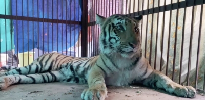 Female Bengal tigress strays in UP village, rescued | Female Bengal tigress strays in UP village, rescued